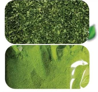 Moringa